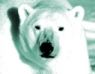 Support the Arctic Greenpeace